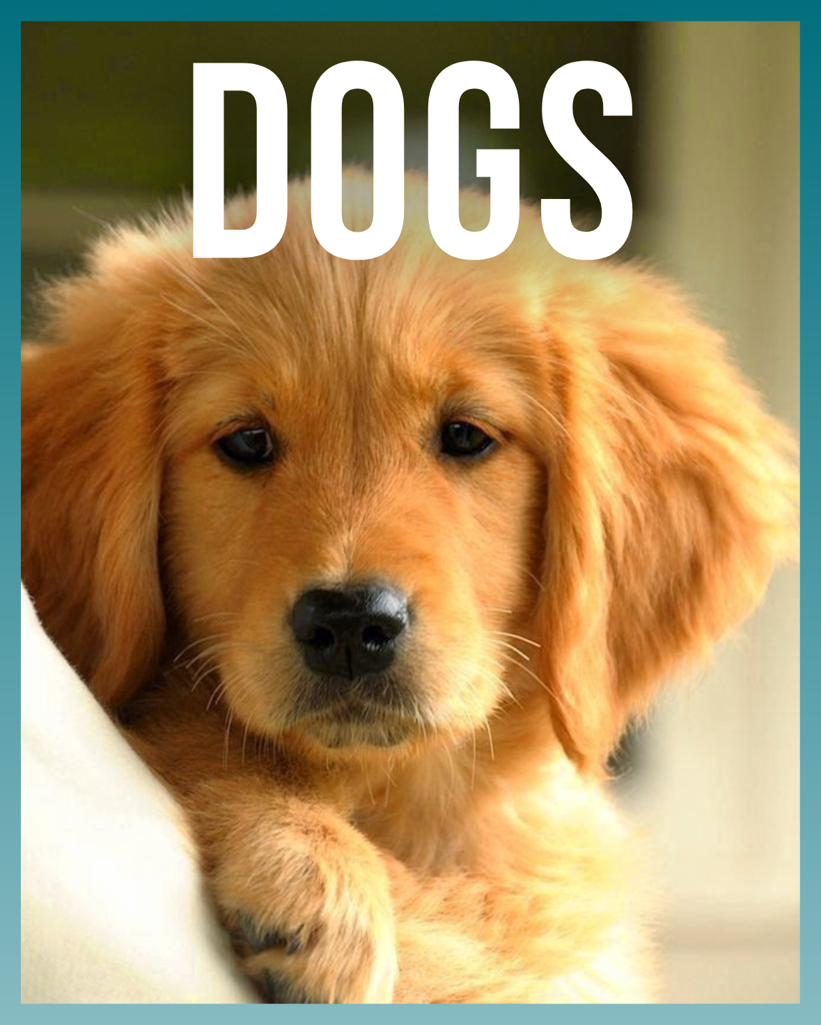 Dogs